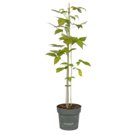 schwarze Sommerhimbeere Takuya