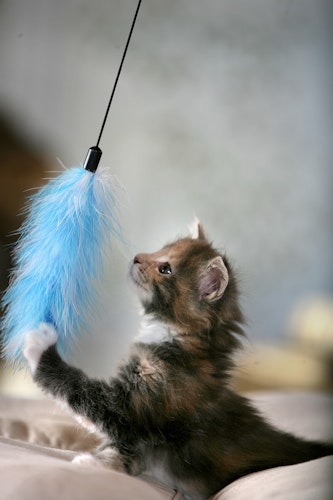 Karlie Federboa Katzenspielzeug