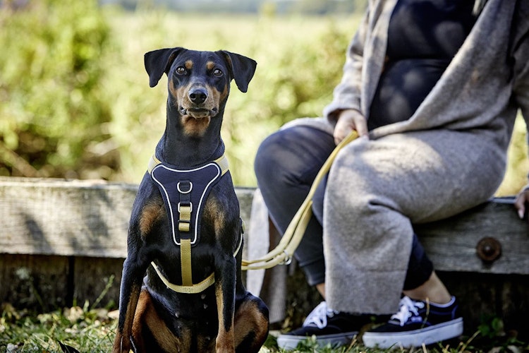 Wolters GS ProfCom 90-110cmx35mm curry gelb