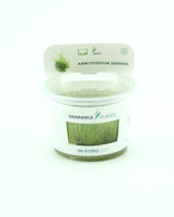 Amblystegium serpens In-Vitro