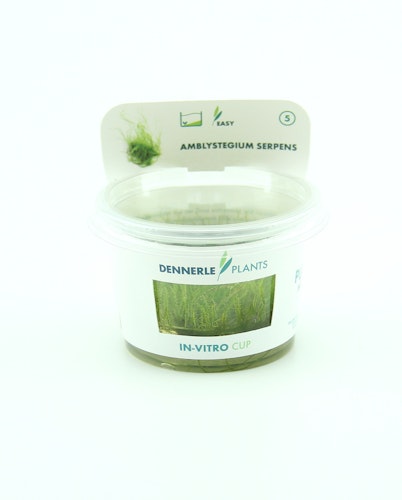 Amblystegium serpens In-Vitro