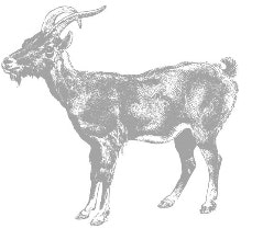 Griffwerk_Kaschmirziege_Piktogramm