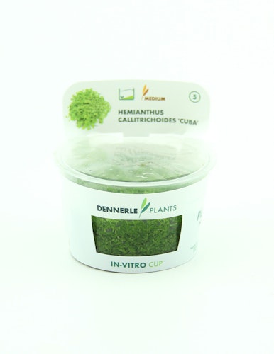 Hemianthus callitrichoides 'Cuba'