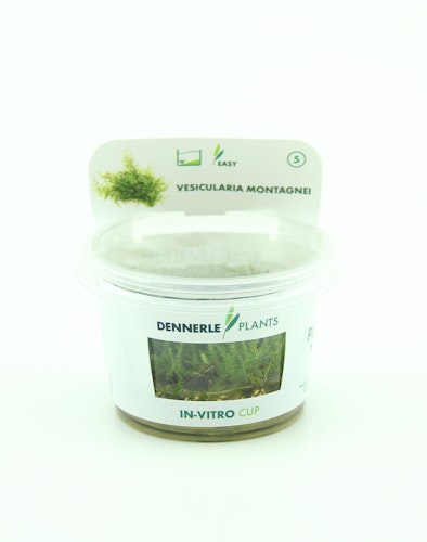 Vesicularia montagnei In-Vitro