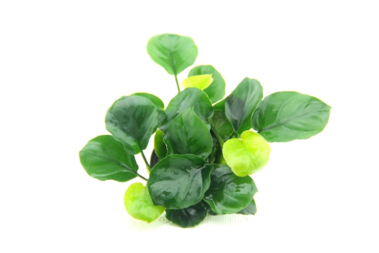 Anubias barteri ´Coin Leaf´ Topf