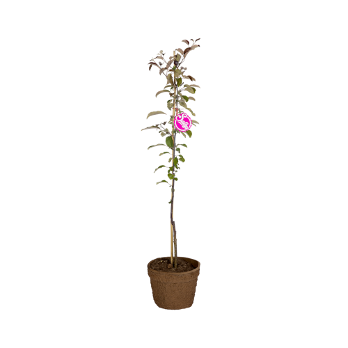 Apfel mit dunkelrotem Fleisch Elmira Rot