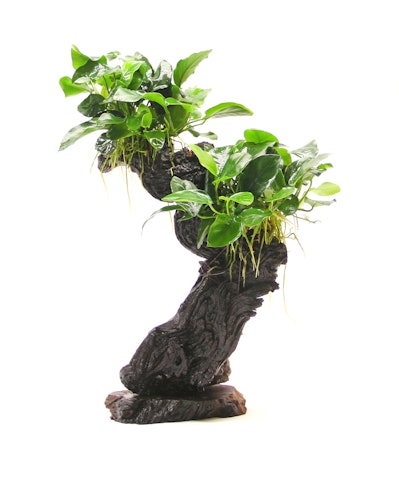 Anubias barteri var. Nana 'Mbuna' Wurzel