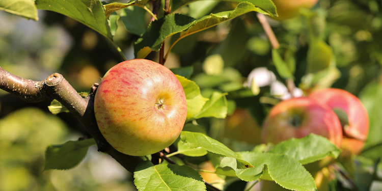 Süßer Kinderapfel Anda