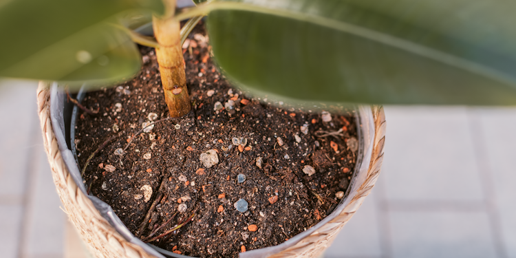 Restberry's Pflanzenerde Indoor