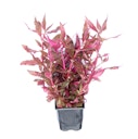 Vorschaubild Alternanthera reineckii 'rubinrot'