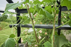 Halls integriertes Regal für Gewächshäuser Burford und BlockleyZubehörbild