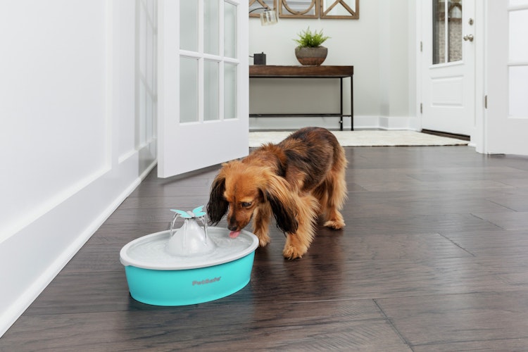 PetSafeTrinkbrunnen Butterfly Trinkbrunnen