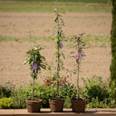 Vorschaubild Säulenapfel Elmira Säule