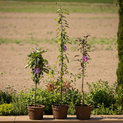 Säulenapfel Elmira Säule