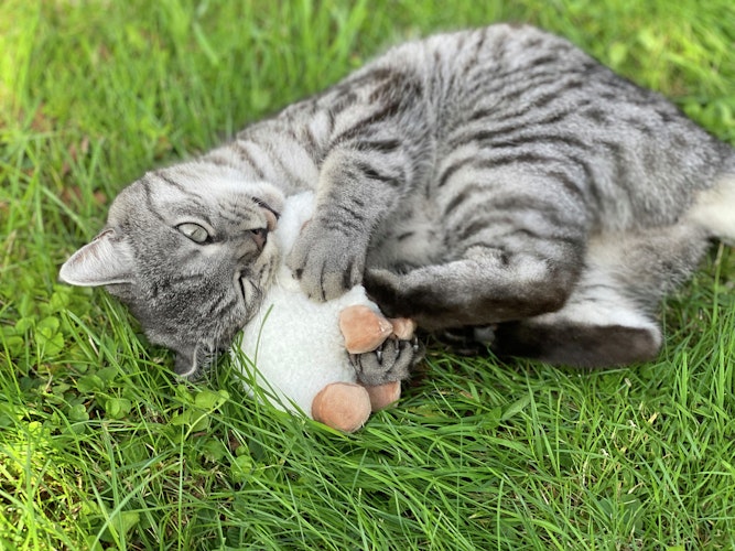 Aumüller Katzenspielkissen Schäfchen Sally mit Baldrian und Dinkelspelz Katzenspielzeug