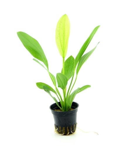 Echinodorus 'Python' Topf