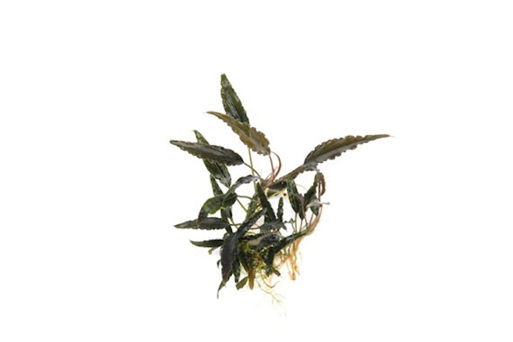 Schismatoglottis roseaspatha In-Vitro