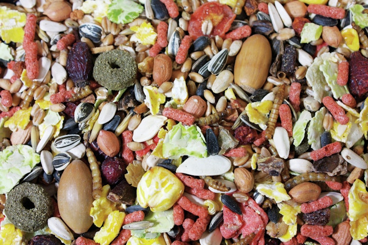 JR FARM Eichhörnchen-Schmaus 600g Wildtierfutter