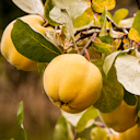 Vorschaubild Türkische Quitte zum Sofortverzehr Haruka