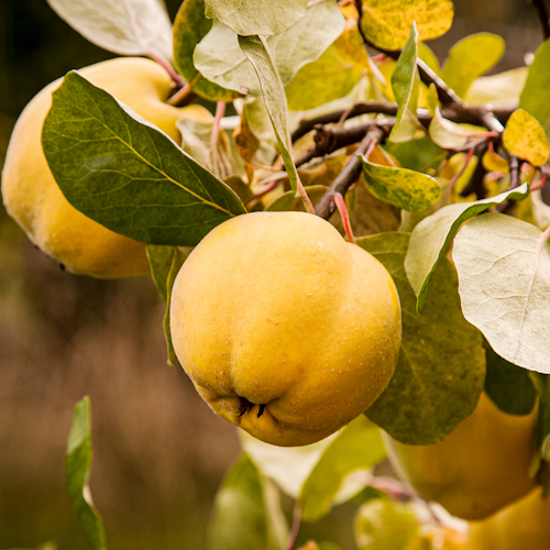 Türkische Quitte zum Sofortverzehr Haruka