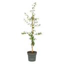 Vorschaubild Allrounder Mirabelle Juro