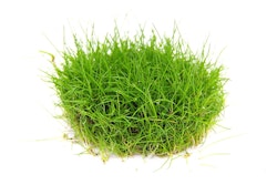 Eleocharis acicularis pusilla In-Vitro