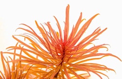 Ludwigia inclinata var. verticillata Topf