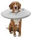 Vorschaubild TRIXIE Schutzkragen, Polyester/Schaumstoff, L–XL: 53–56 cm/27 cm, grau