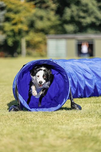 TRIXIE Fun Agility Basic Tunnel, ø 60 cm/5 m, blau