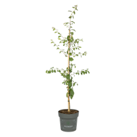 Allrounder Mirabelle Juro