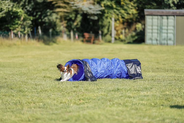TRIXIE Fun Agility Mini Tunnel, ø 40 cm/2 m, blau