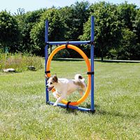 TRIXIE Fun Agility Ring, Kunststoff, 115 × ø 3 cm, ø 65 cm, blau/orange