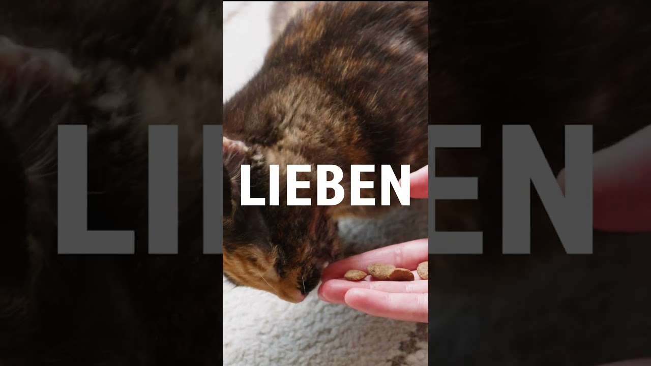 Vorschaubild Youtube-Video